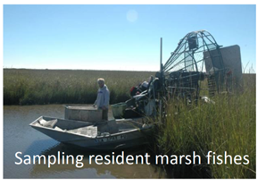 sampling resident marsh fishes