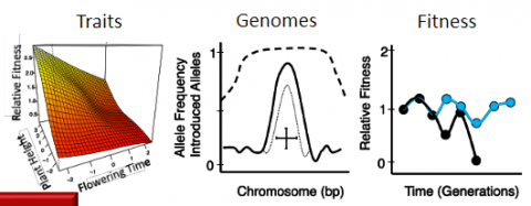 three graphs on traits, genomes, and fitness